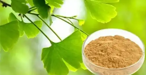 What Are the Benefits of Ginkgo Biloba Extract Powder?